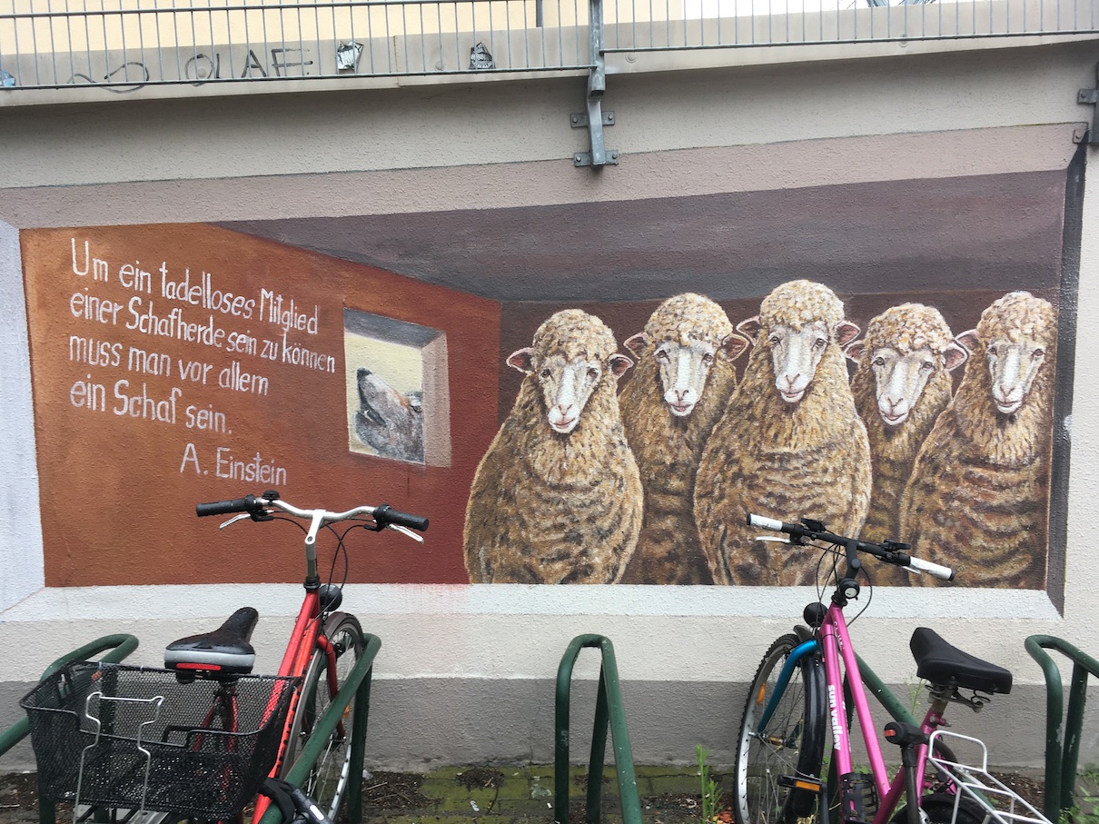 Einstein Schafe